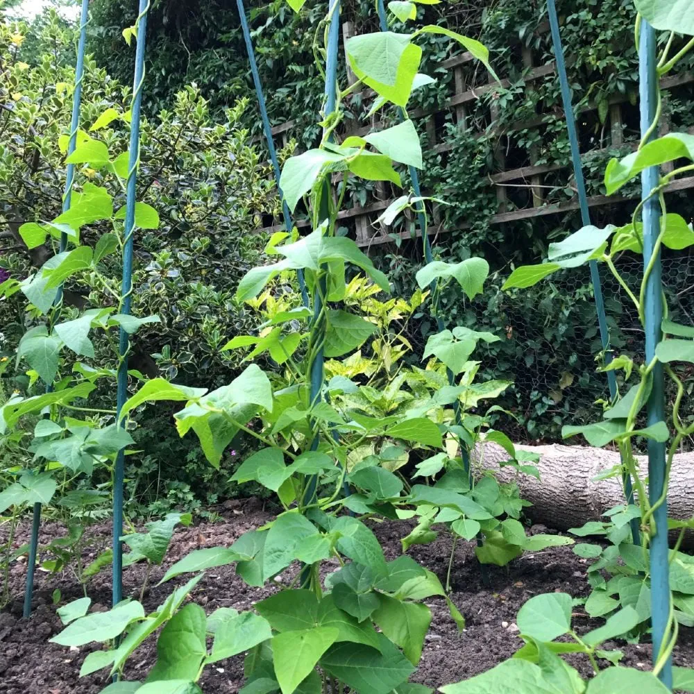 Bean Buddy Heavy Duty Runner Bean Grow Frame